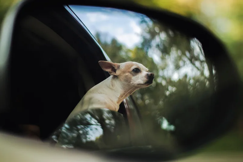 Araç yan aynasında görünen köpek
