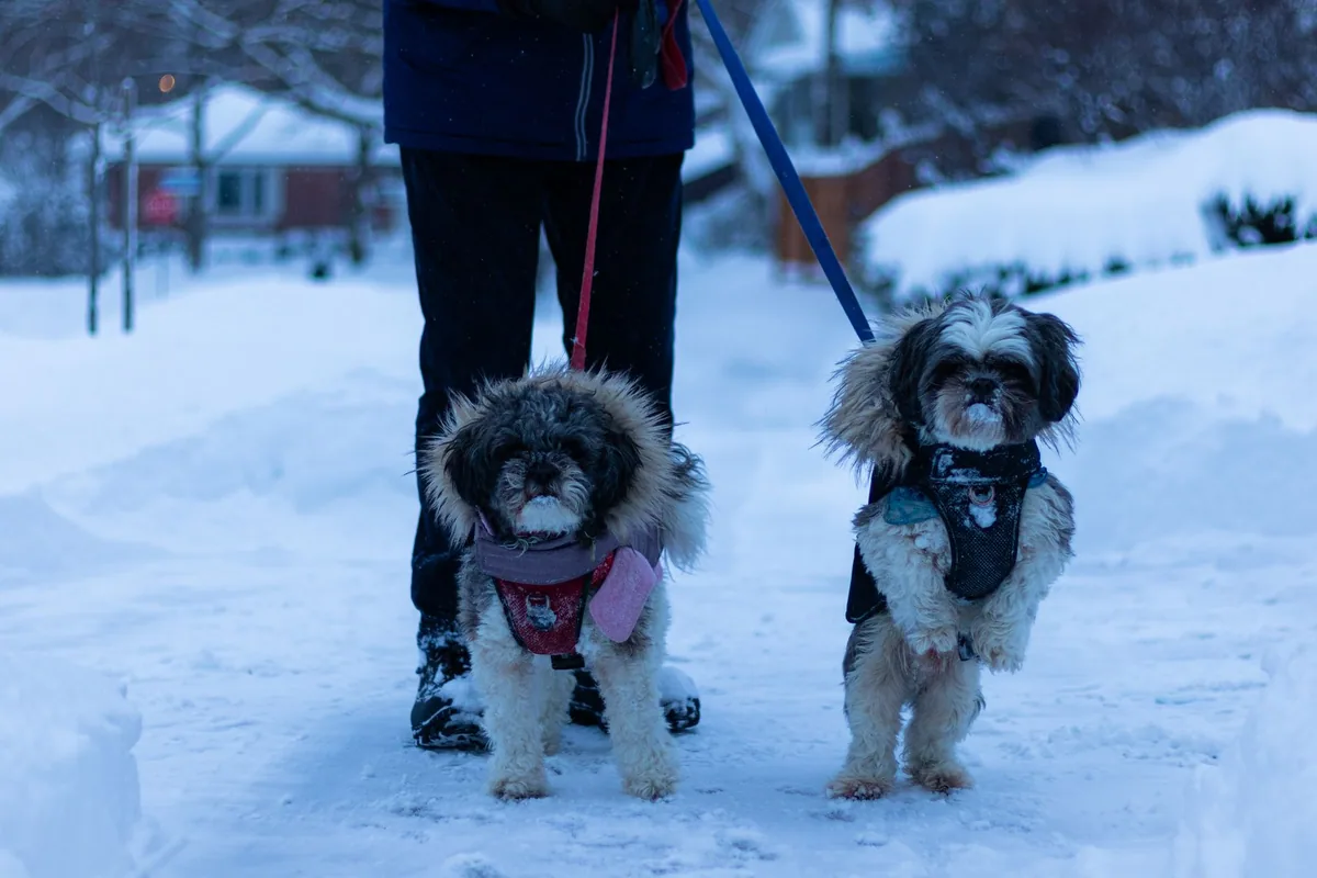 Karlı caddede montlu iki küçük köpek