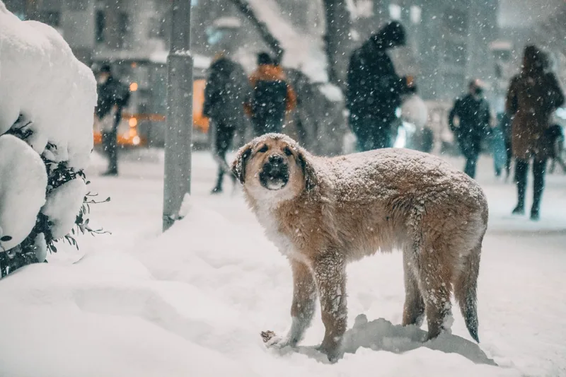 Karlı şehir sokağında yürüyen köpek