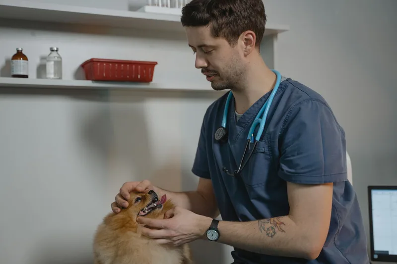 Veteriner hekim muayene masasındaki köpeği steteskopla dinliyor